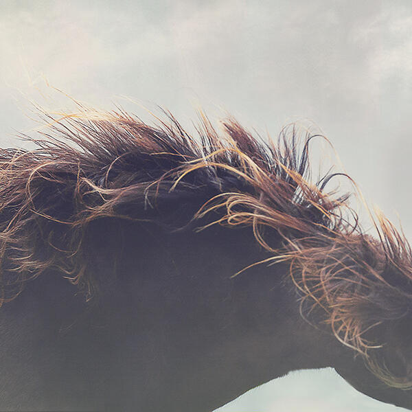 @ellenpitlofotografie door de wind