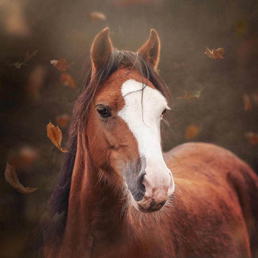 @ellenpitlofotografie pony herfst klein